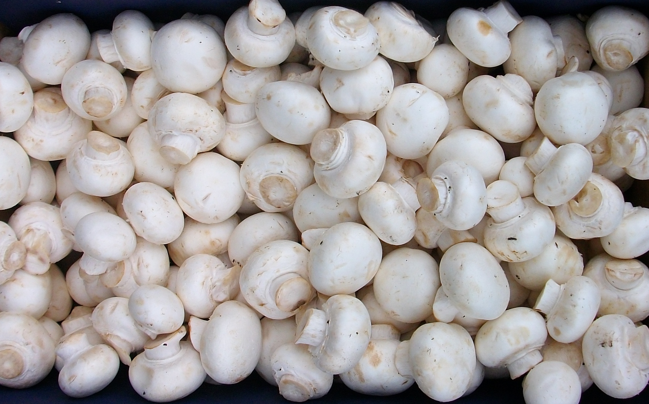 Fresh white button mushroom closed caps harvested from partner growing units