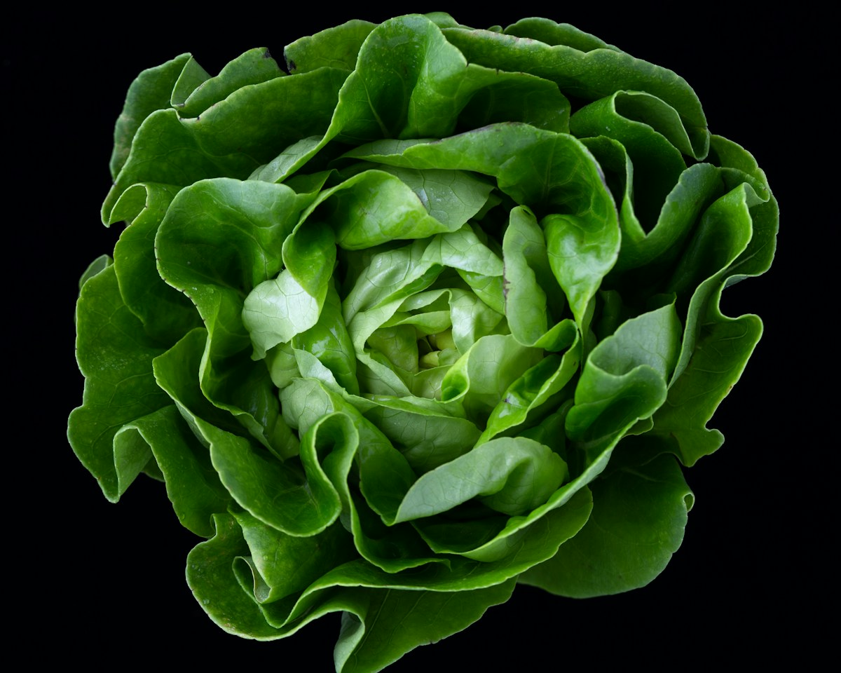 Crisp hydroponic iceberg lettuce head grown in controlled environment partner farm