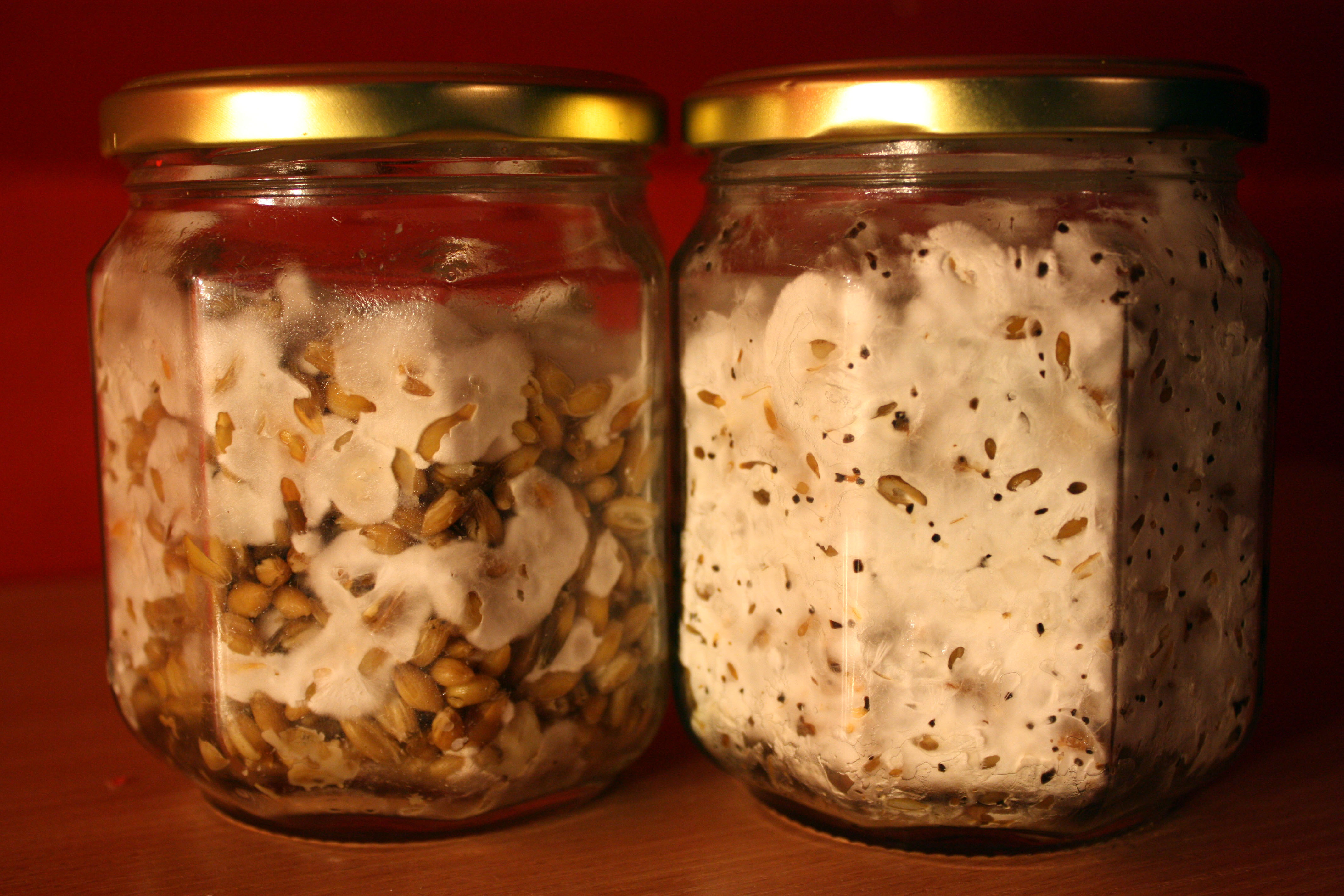 Sterile laboratory-certified button mushroom grain spawn showing dense white mycelium growth